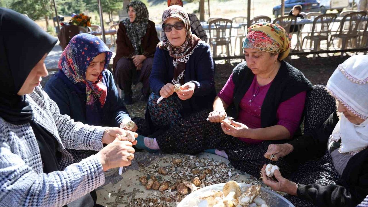 Sedir Mantarı Japonların Gözdesi Olma Yolunda