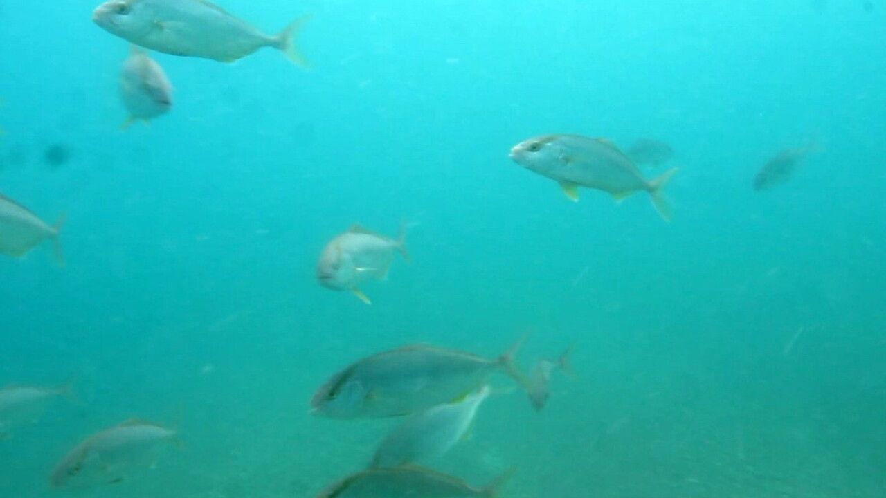 Sigara İzmaritleri Denizde Pamuk Tarlasına Dönüşüyor