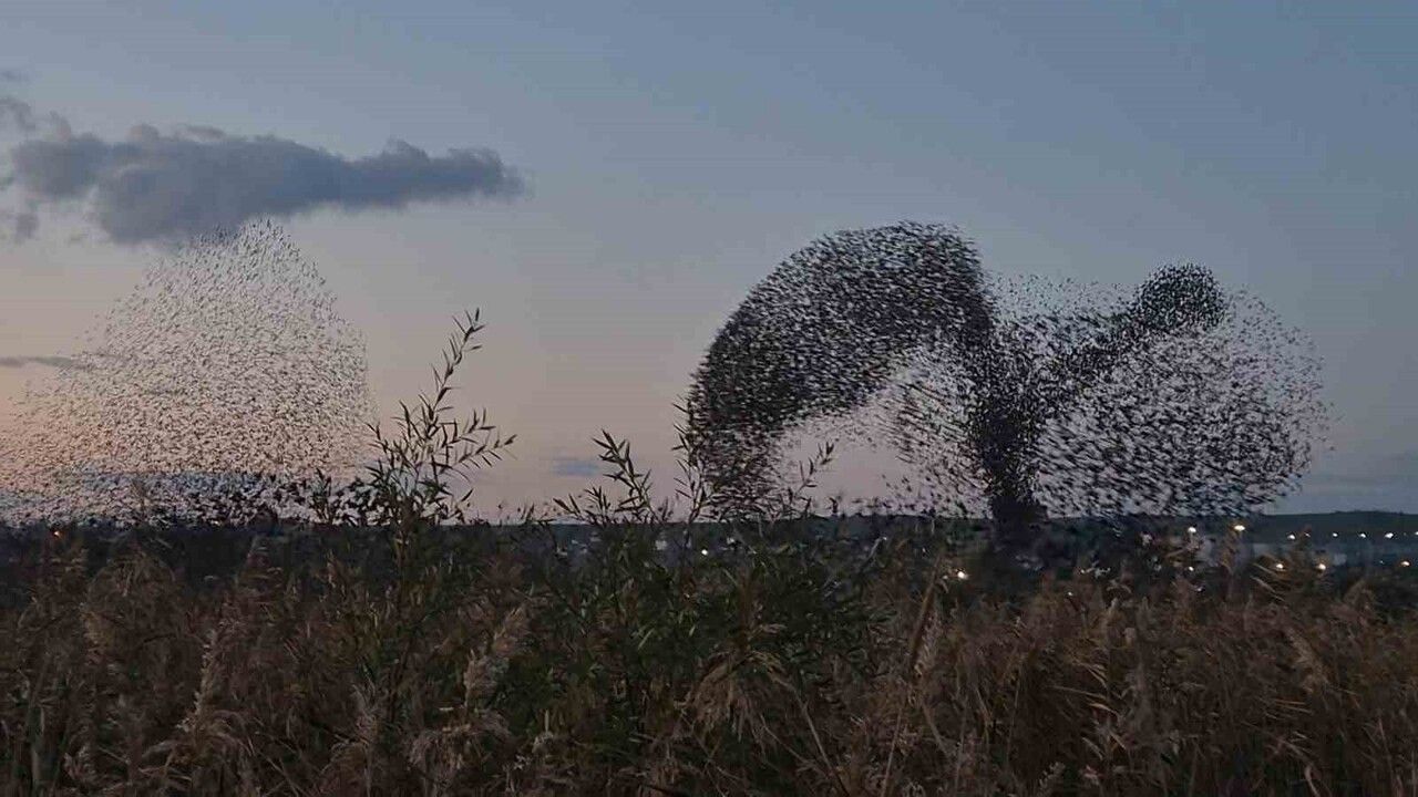 Sığırcıkların Gökyüzündeki Büyüleyici Dansı