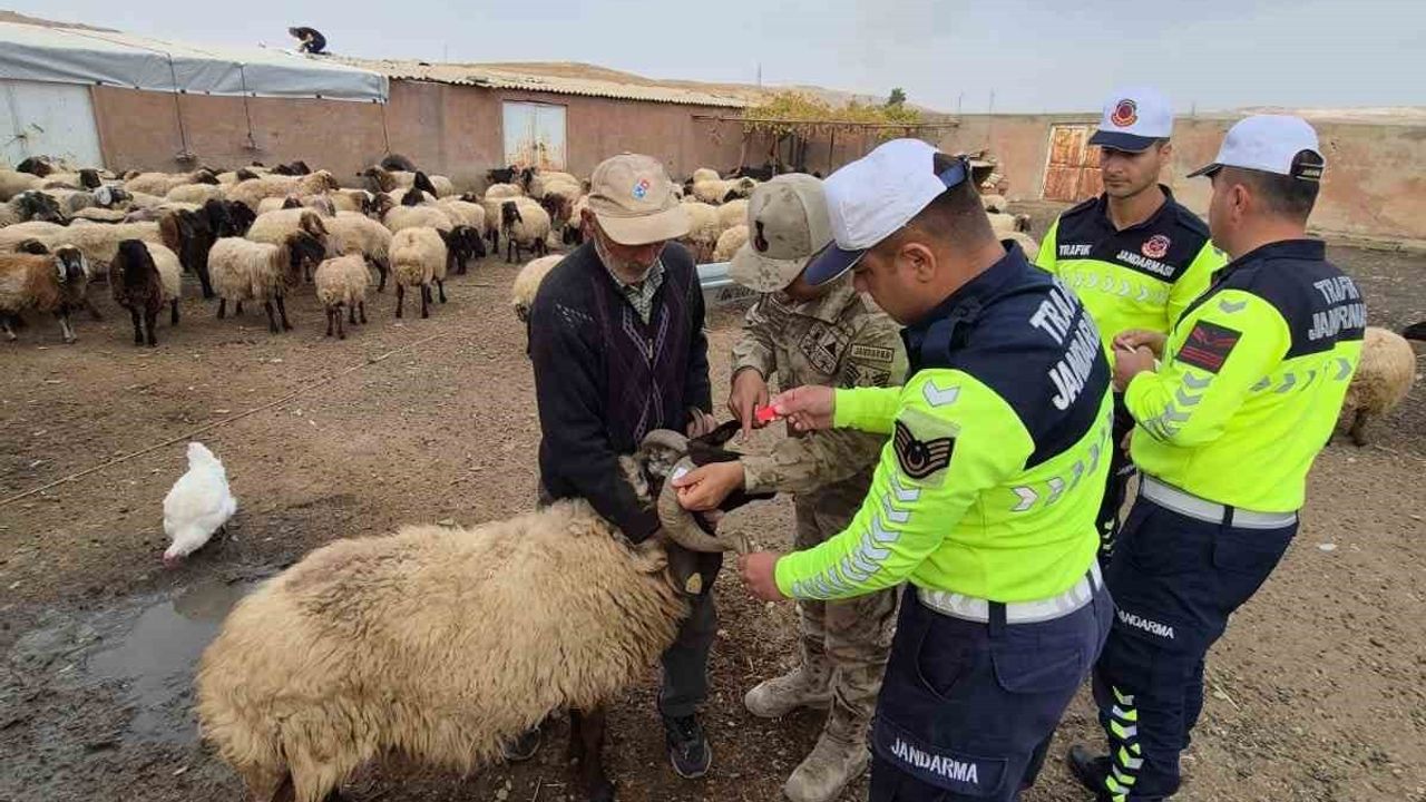 Siirt'te Hayvan Kazalarını Önlemek İçin Reflektif Bant Uygulaması