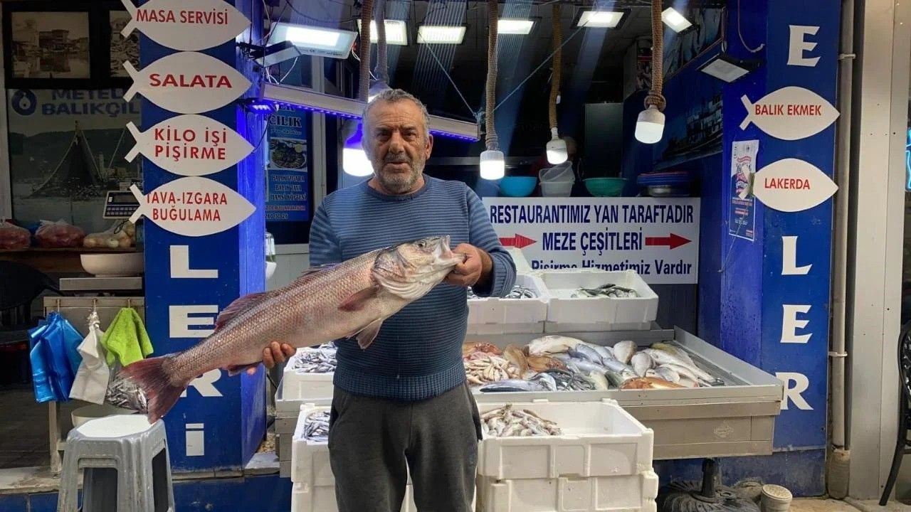 Sinop'ta Oltayla Yakalanan Dev Deniz Levreği 9 Bin Liraya Satıldı