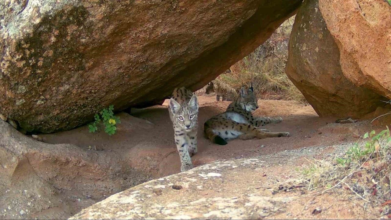 Sivas’ta Vaşak Ailesinin Nadir Anı Kaydedildi