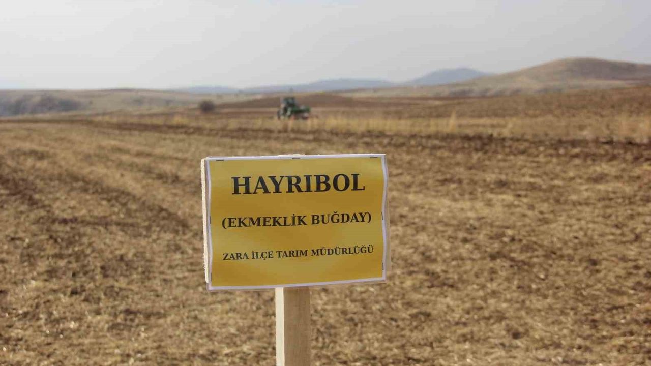 Sivas’ta Yeni Ekmeklik Buğday Çeşitleri Toprakla Buluşturuldu