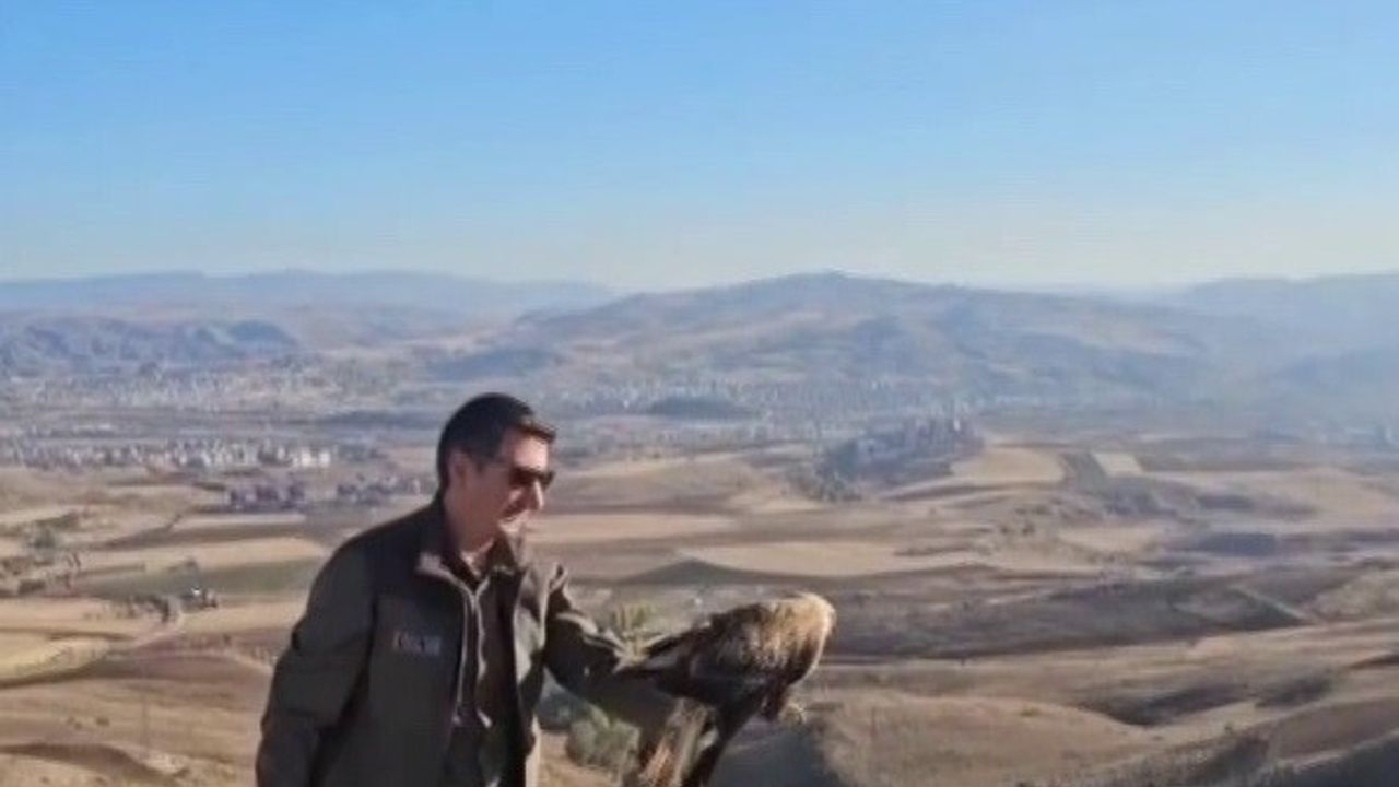 Sivas'ta Yıpranmış Şahin Yeniden Doğaya Kazandırıldı
