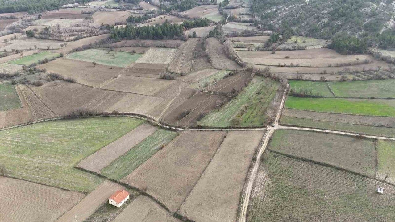 Siyez Buğdayı Ekim Sezonu Başladı