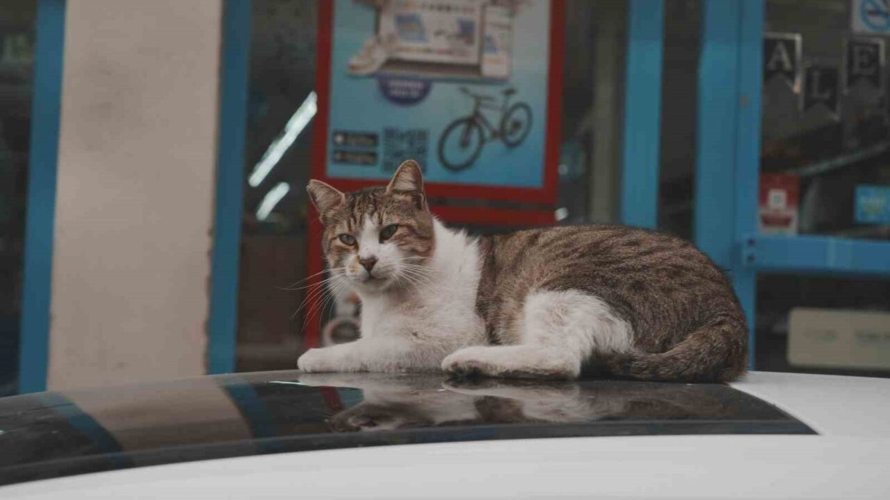 Sokak Kedilerinin Market Macerası