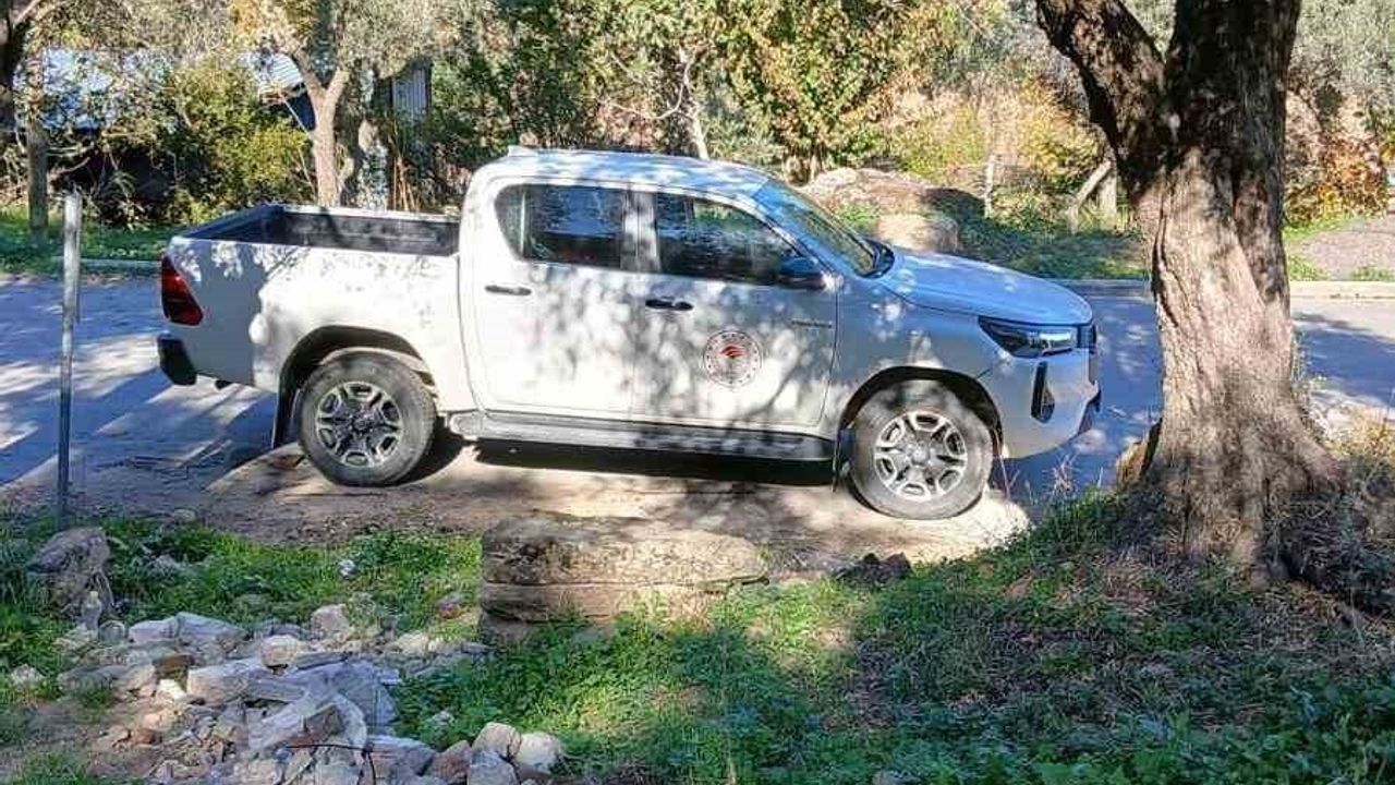 Söke'de Akdeniz Meyve Sineği Popülasyonu Artıyor