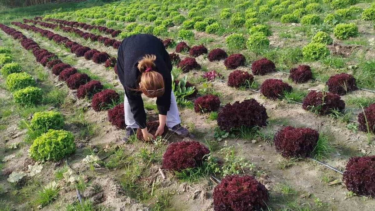 Söke'de Gıda Güvenliği İçin Marul Tarlalarında Numune Çalışması