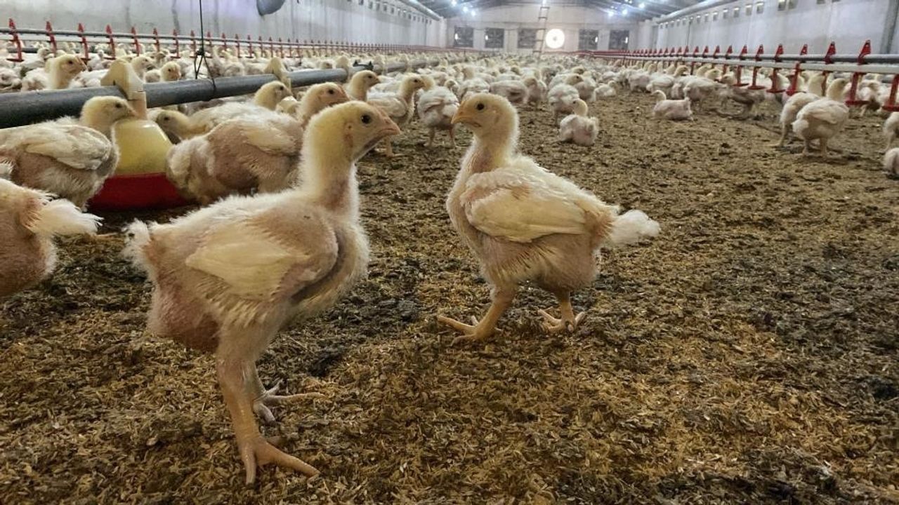 Söke'de Kuş Gribi Uyarısı