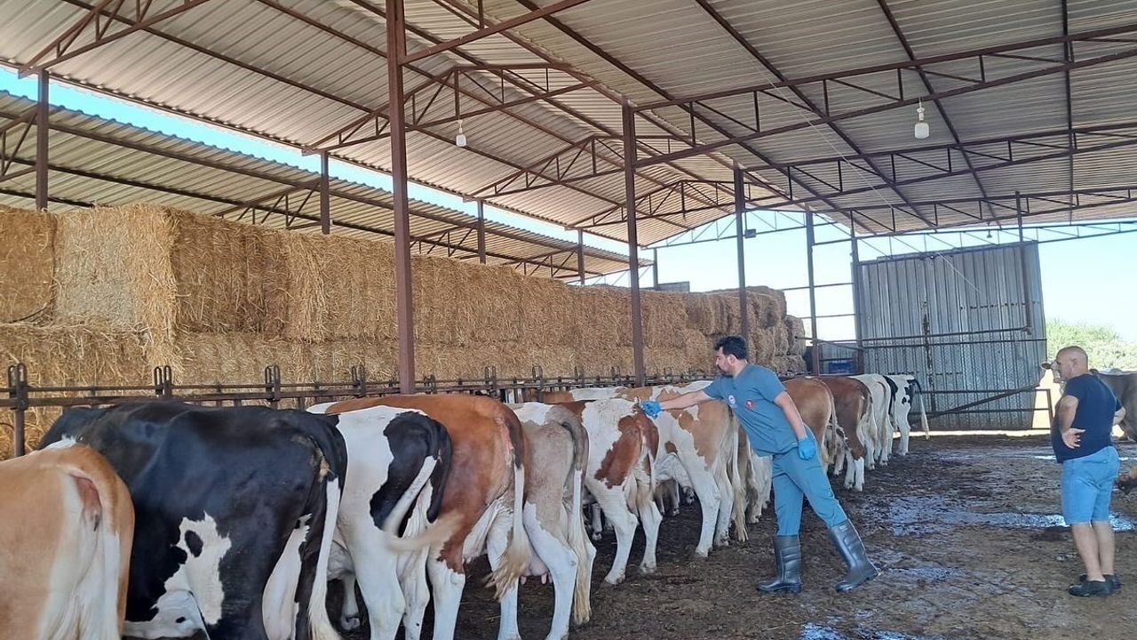Söke'de Şap Hastalığı Nedeniyle Hayvan Hareketlerine Kısıtlama