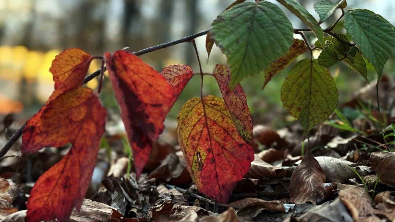 Sonbaharda Çam Dağı'nın Güzellikleri