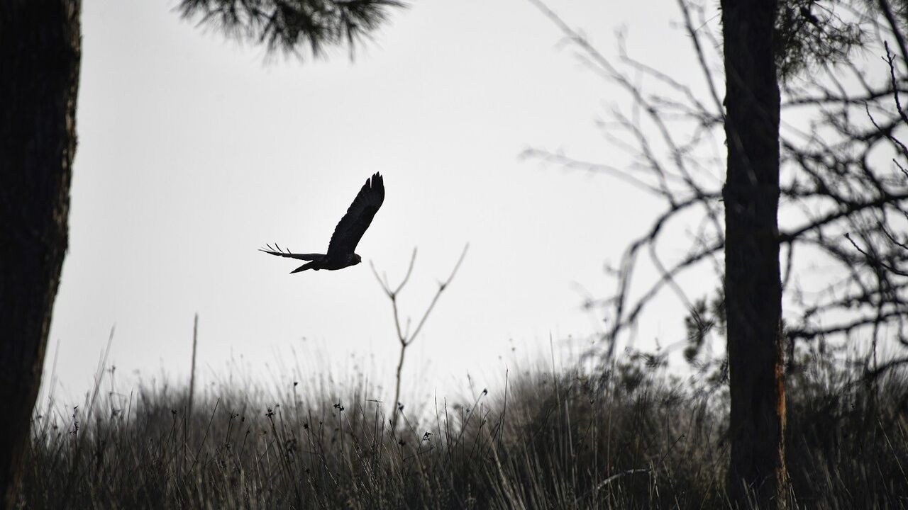 Sonbaharın Büyüsü Kızılırmak Deltası Kuş Cenneti'nde Yaşanıyor