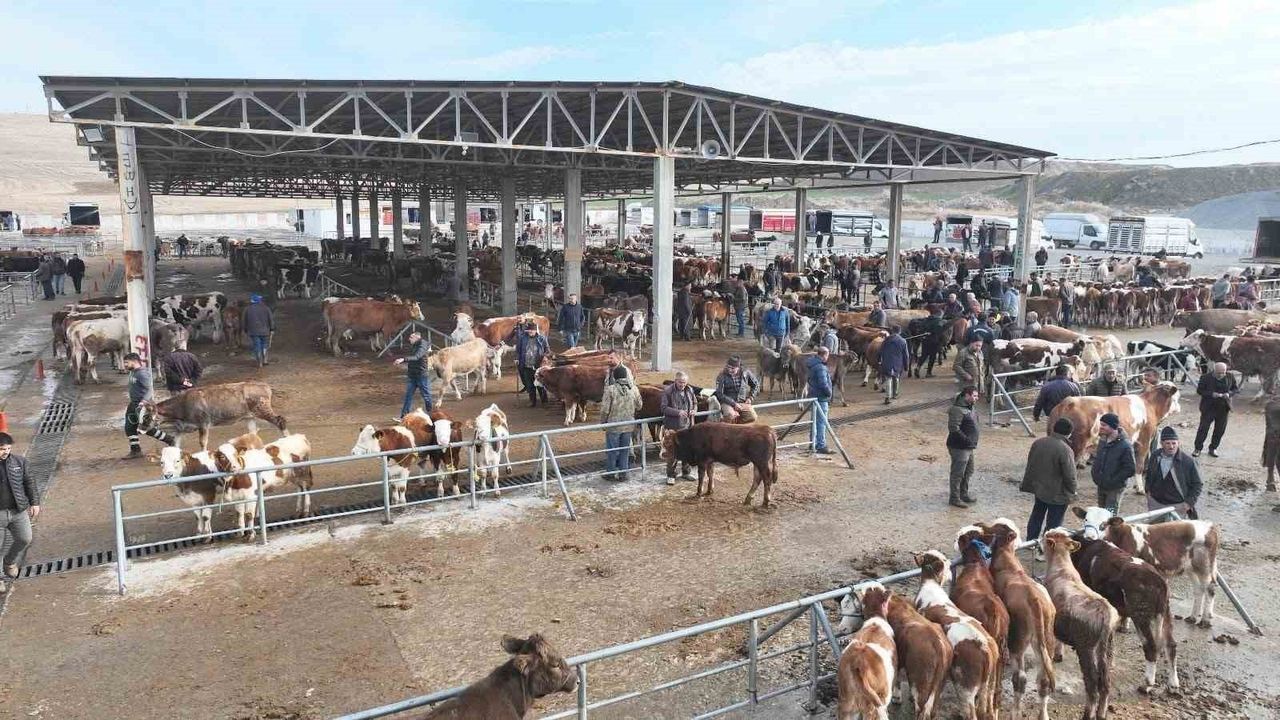 Sorgun Hayvan Pazarı Yeniden Açıldı