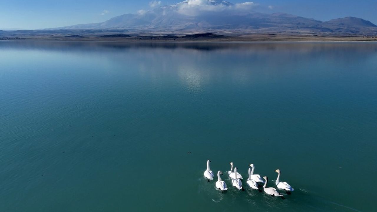Süphan Dağı'nda Kuğu Dansı: Arin Gölü'nde Doğanın Eşsiz Güzelliği