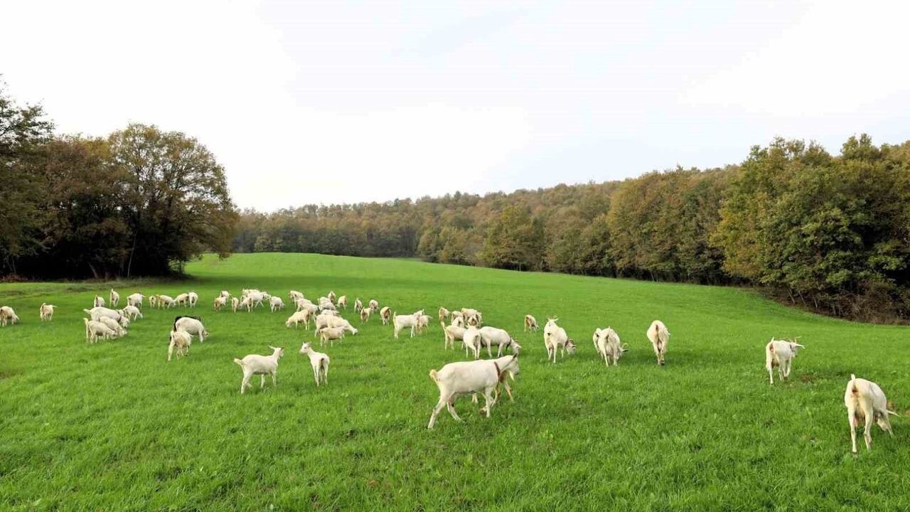 Süt Otu Desteği ile Meralar Canlandı