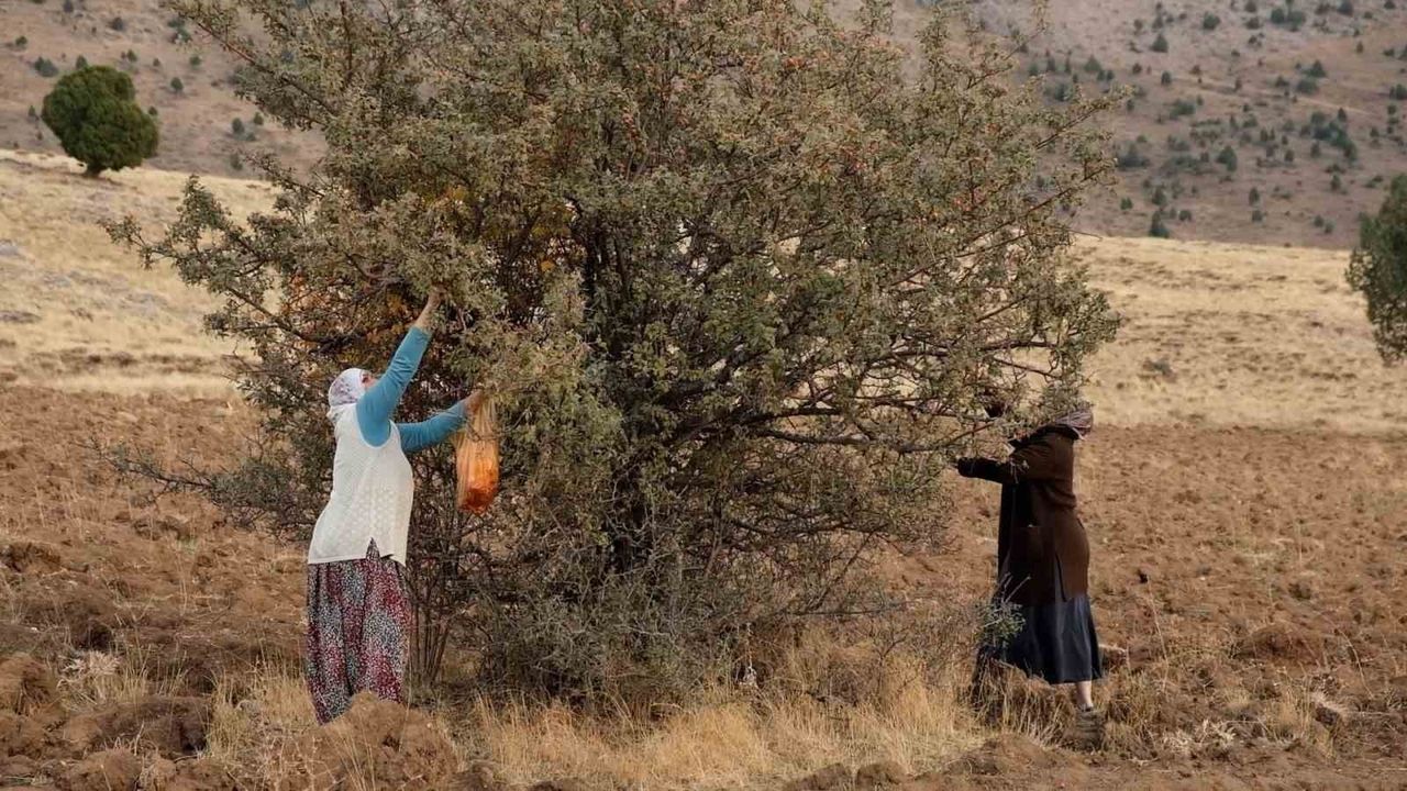 Tatvan'da Alıç Hasadı Başladı