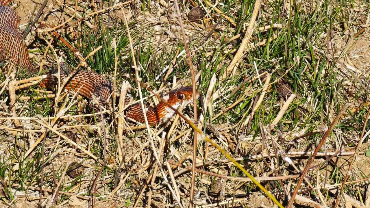 Tatvan'da Nadir Kırmızı Yılan Görüntülendi
