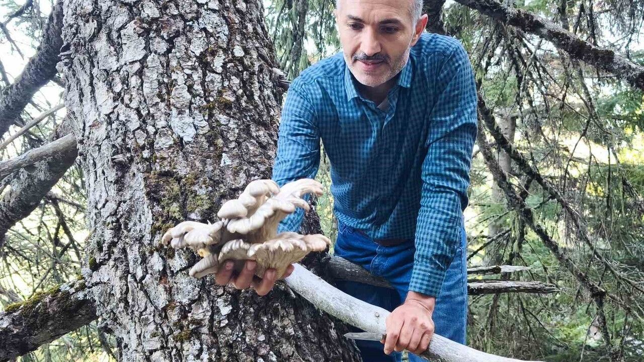 Tehlikeli Mantar Avı: Seydişehir Ormanlarındaki macera