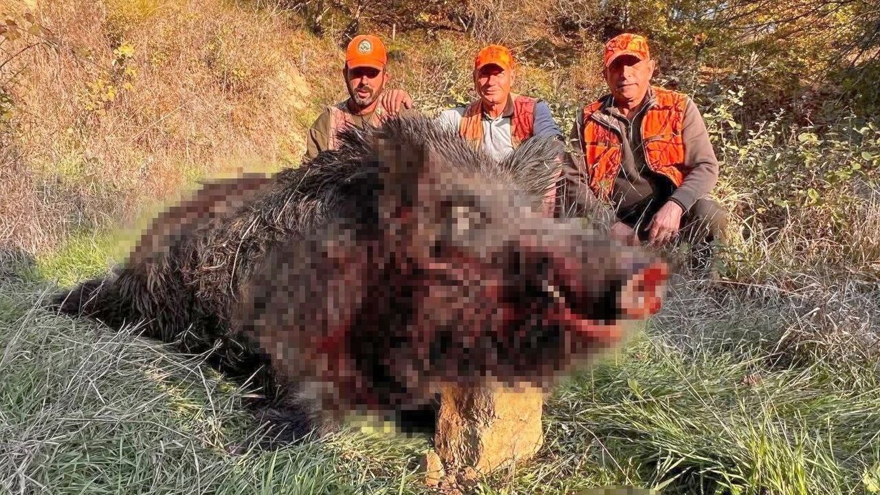 Tekirdağ'da 300 Kilogramlık Yaban Domuzu Avlandı