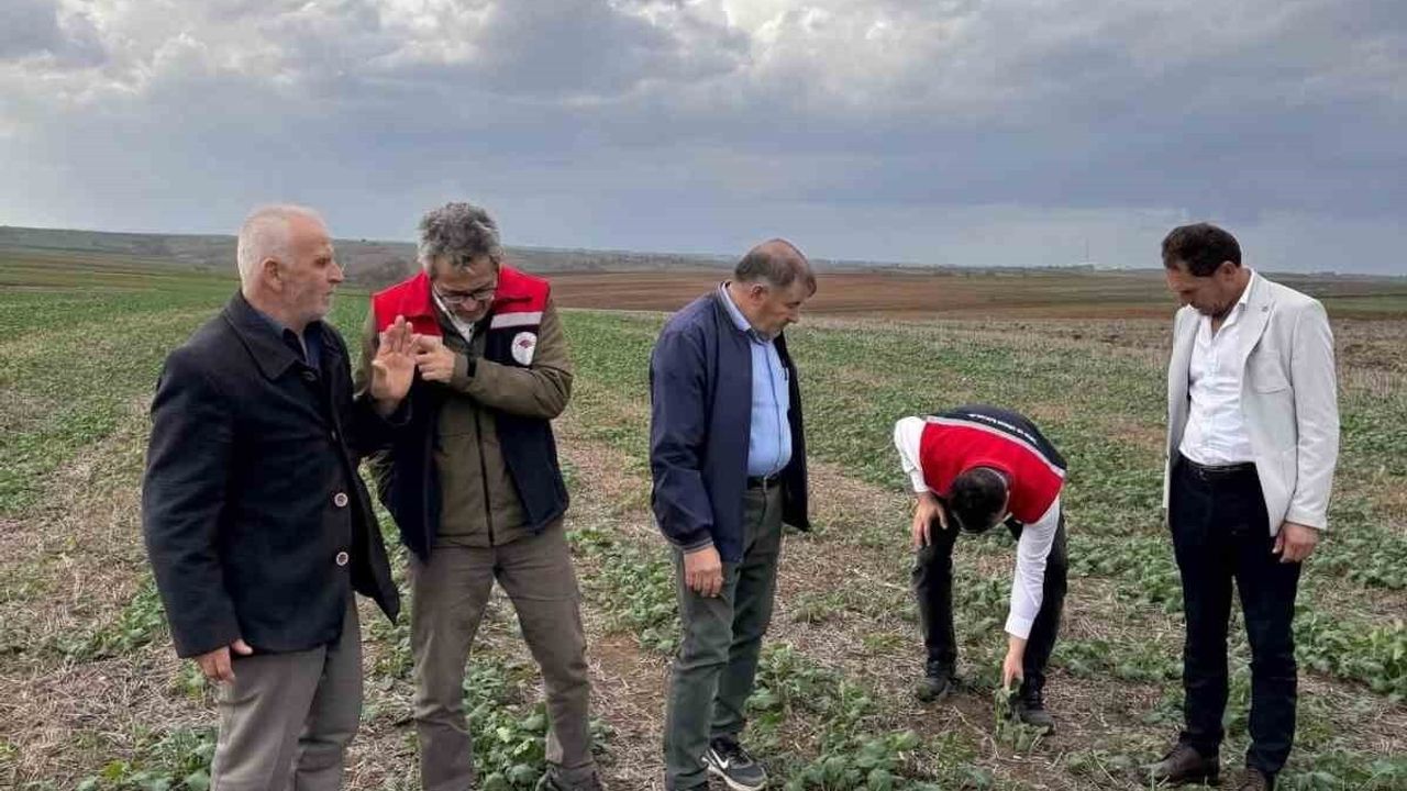 Tekirdağ'da Anıza Kanola Ekimi Değerlendirildi
