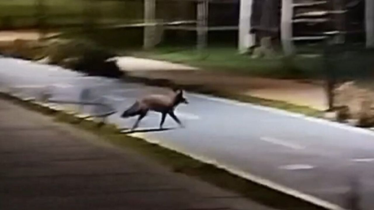 Tekirdağ'da Kumsalda Tilki Görüntülendi