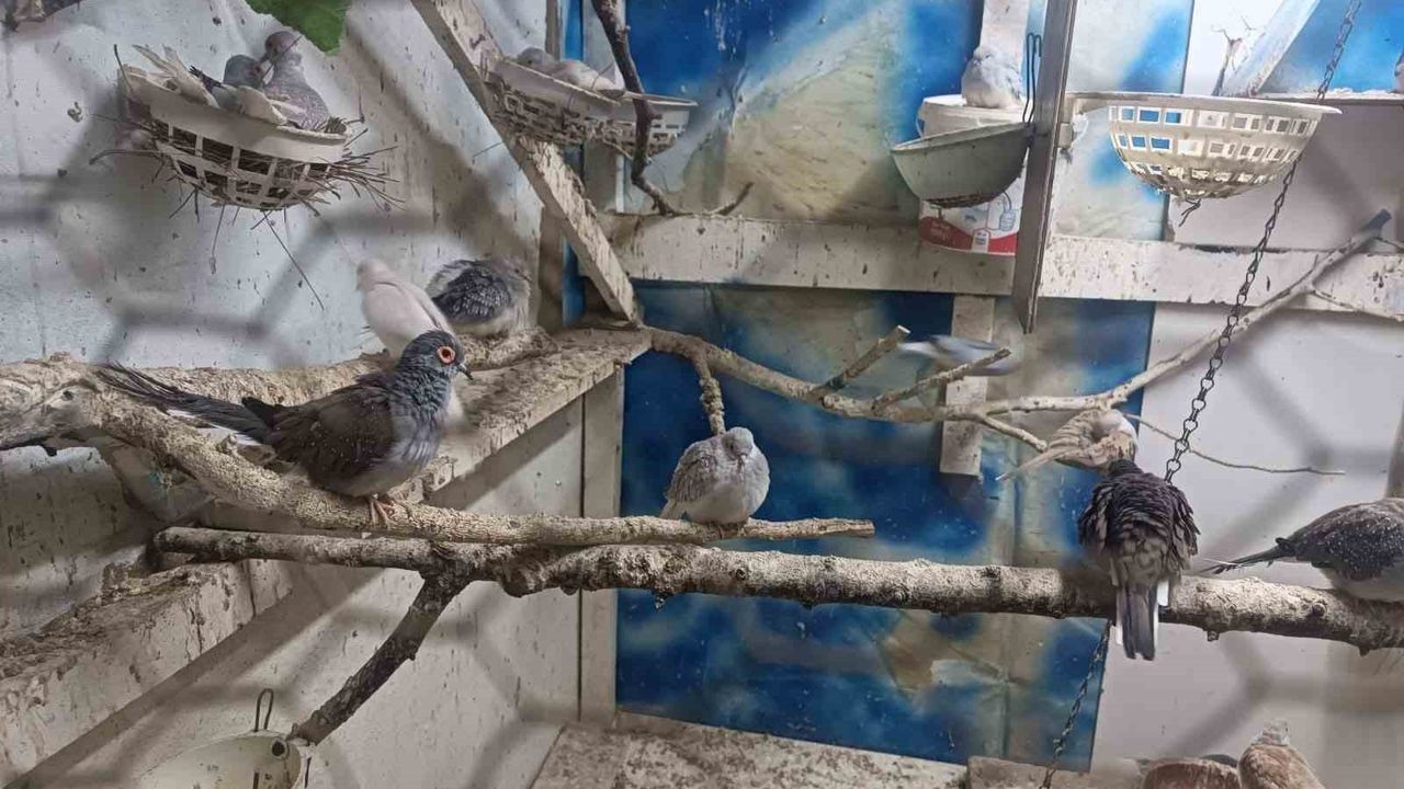 Tekirdağ'da Yasa Dışı Hayvan Üretimine Ceza