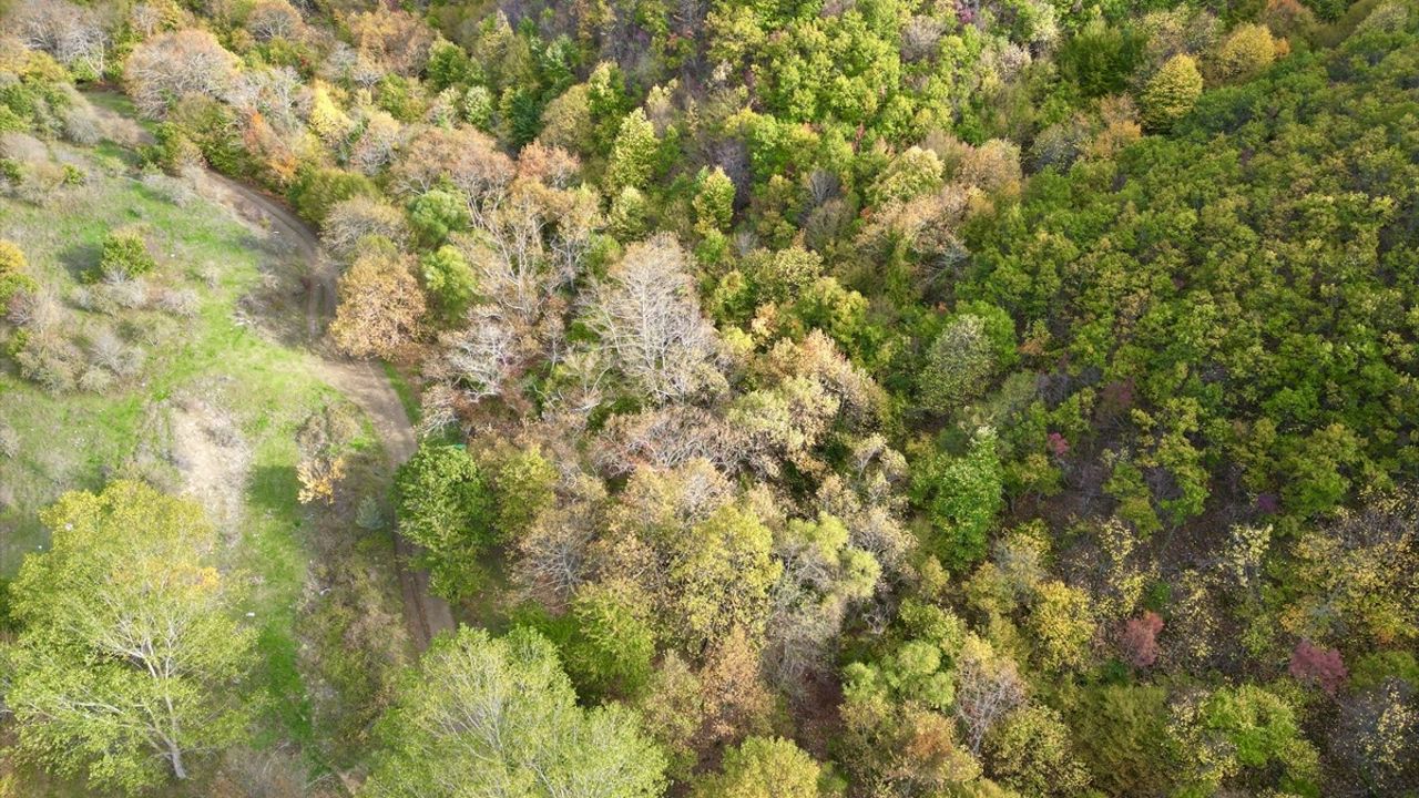 Tekirdağ'ın Sonbahar Güzellikleri Doğa Tutkunlarını Çağırıyor