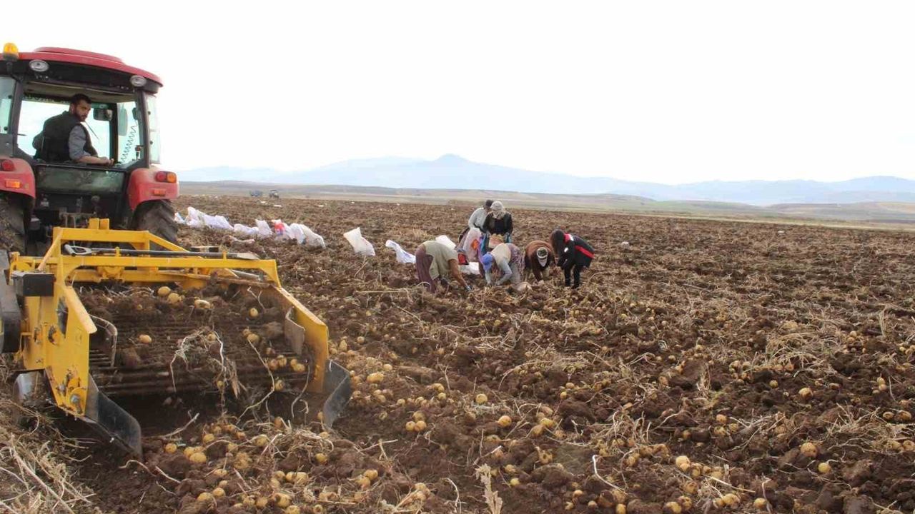 Tercan Ovası'nda Kışlık Patates Hasadı Başladı