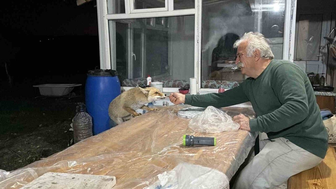 Tilki Ailesi Her Akşam Bağ Evine Geliyor