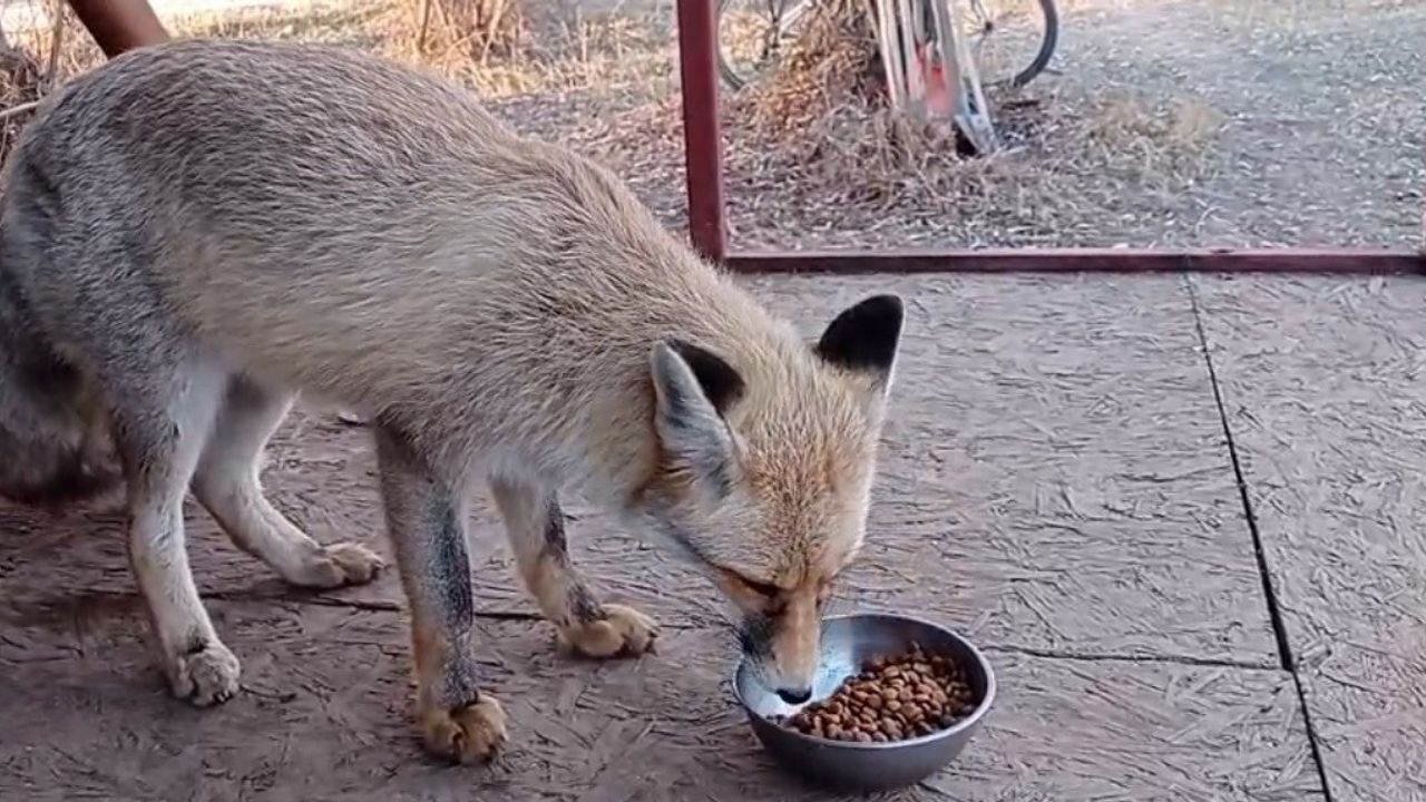 Tilki ile Eğlenceli Sohbet