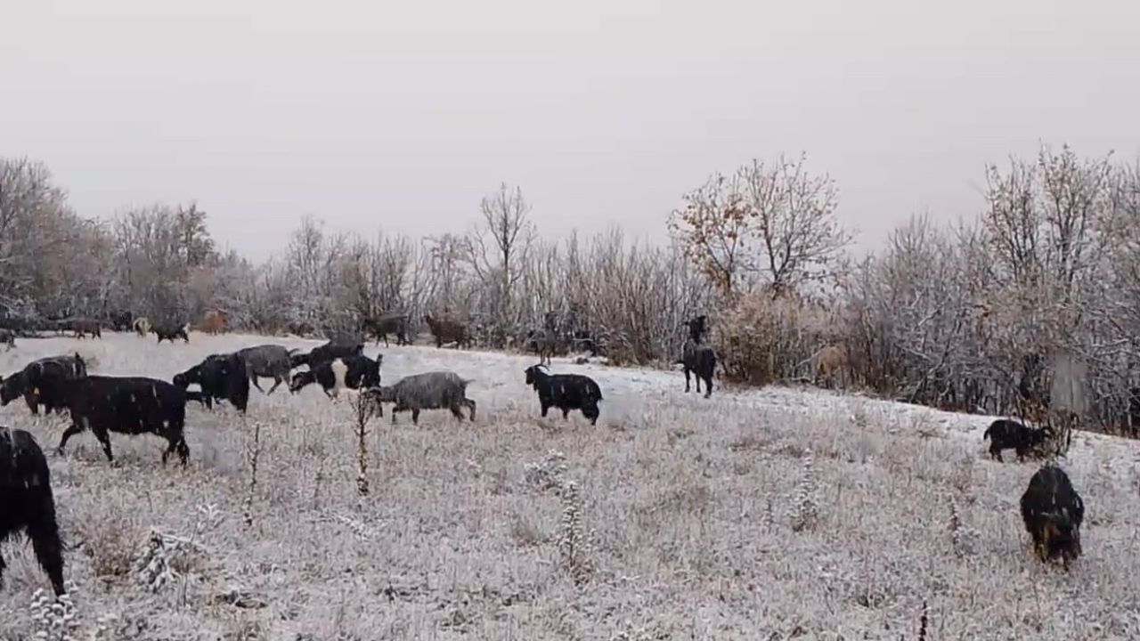 Tokat'ta Çobandan Kışa Merhaba Türküsü