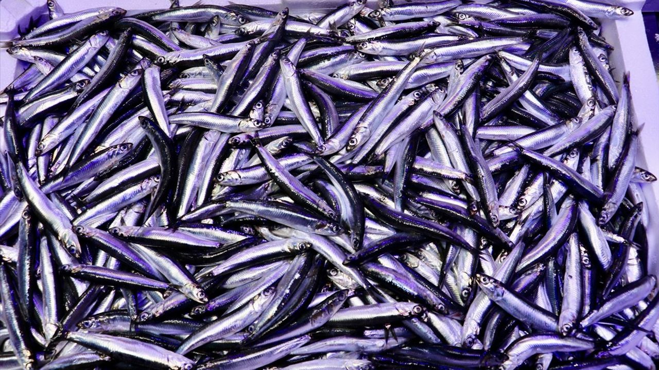 Trabzon'da Hamsi Bolluğu Devam Ediyor