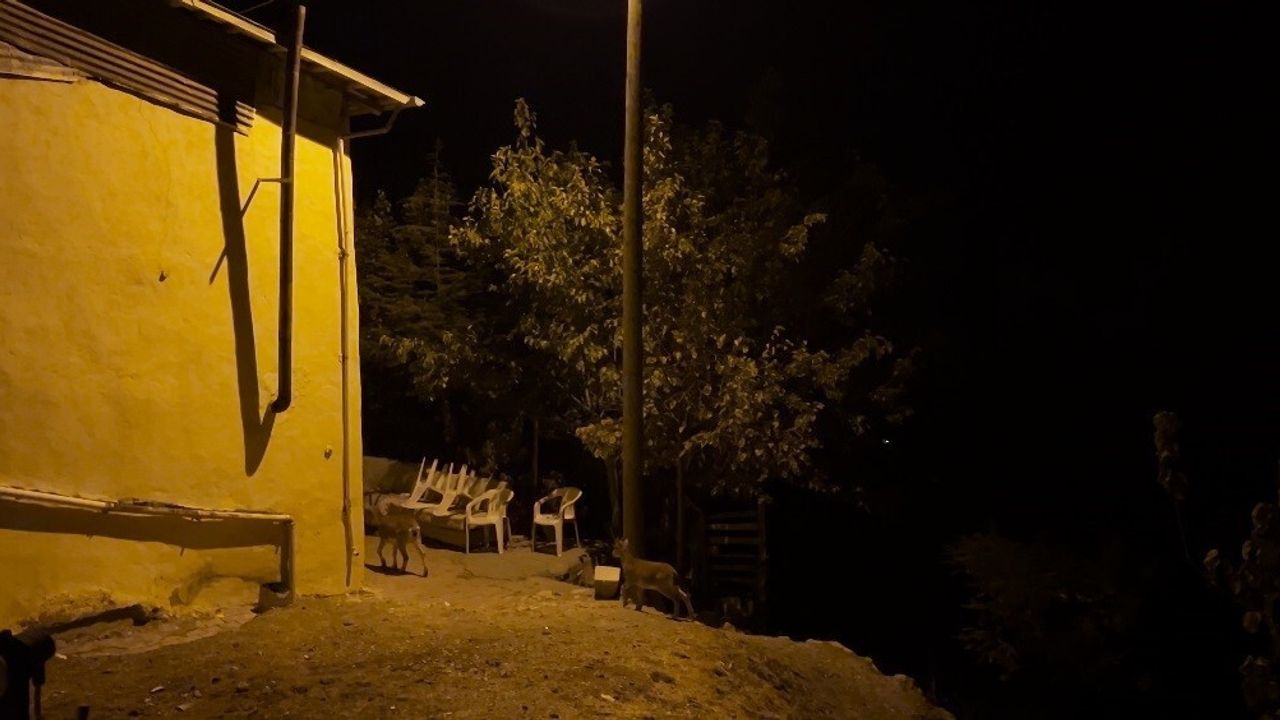 Tunceli'de Dağ Keçileri Evlerin Arasında Yiyecek Aradı