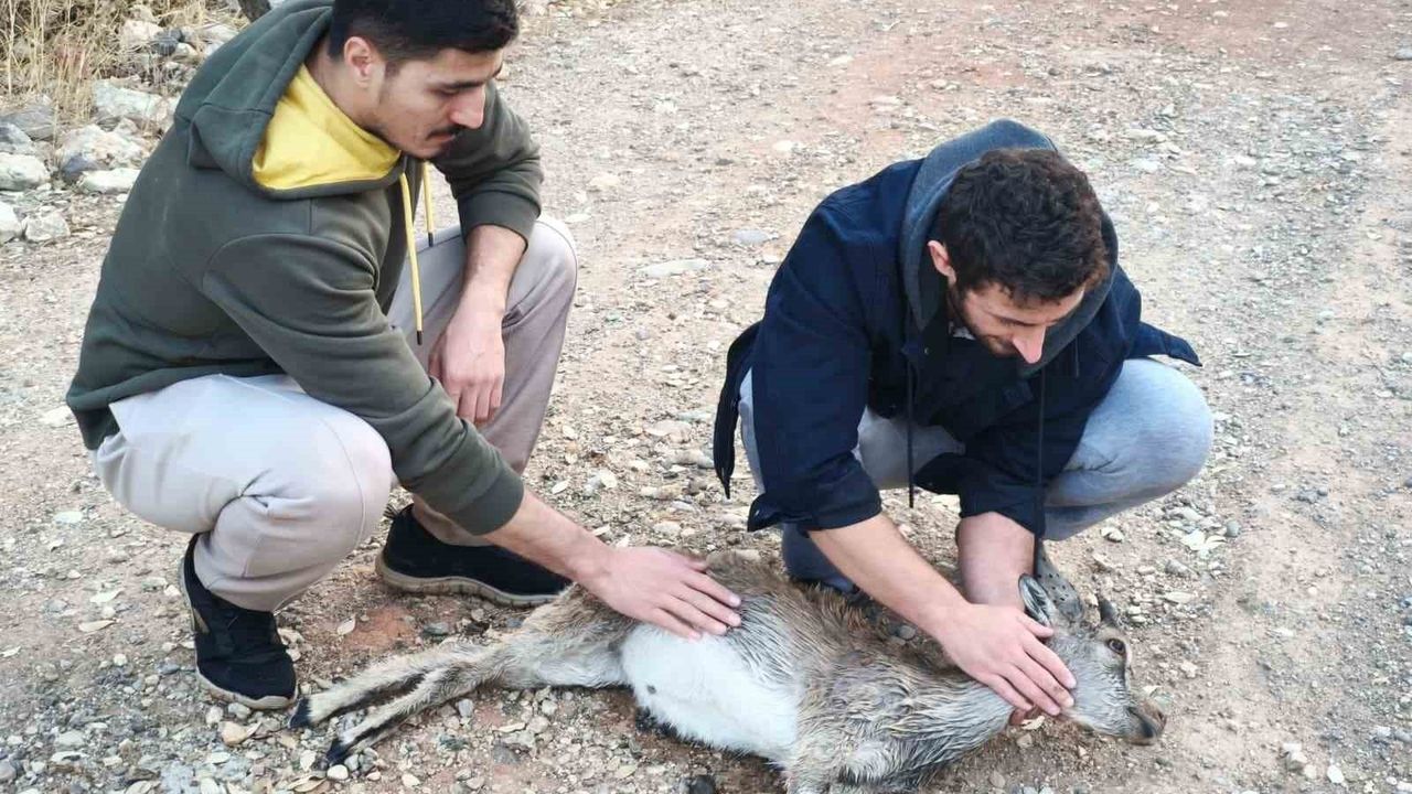 Tunceli'de İki Kuzenin Yardımıyla Kurtarılmaya Çalışılan Yavru Dağ Keçisi Hayatını Kaybetti