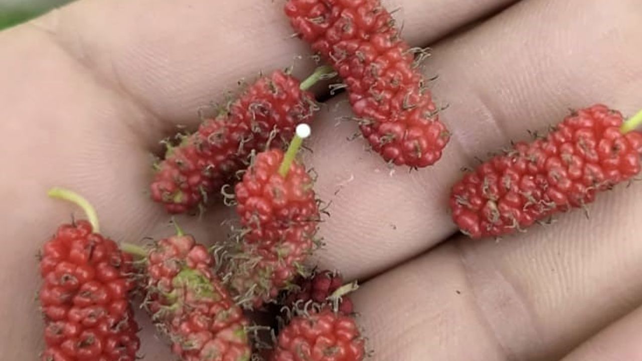 Tunceli'de Kırmızı Dut Ağacı İkinci Kez Meyve Verdi