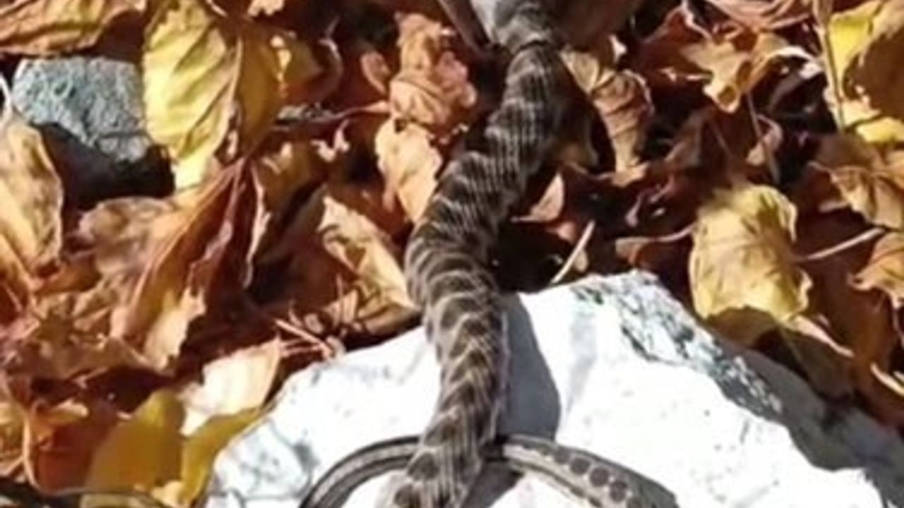 Tunceli'de Yılanlarla Sıcak Sohbetler