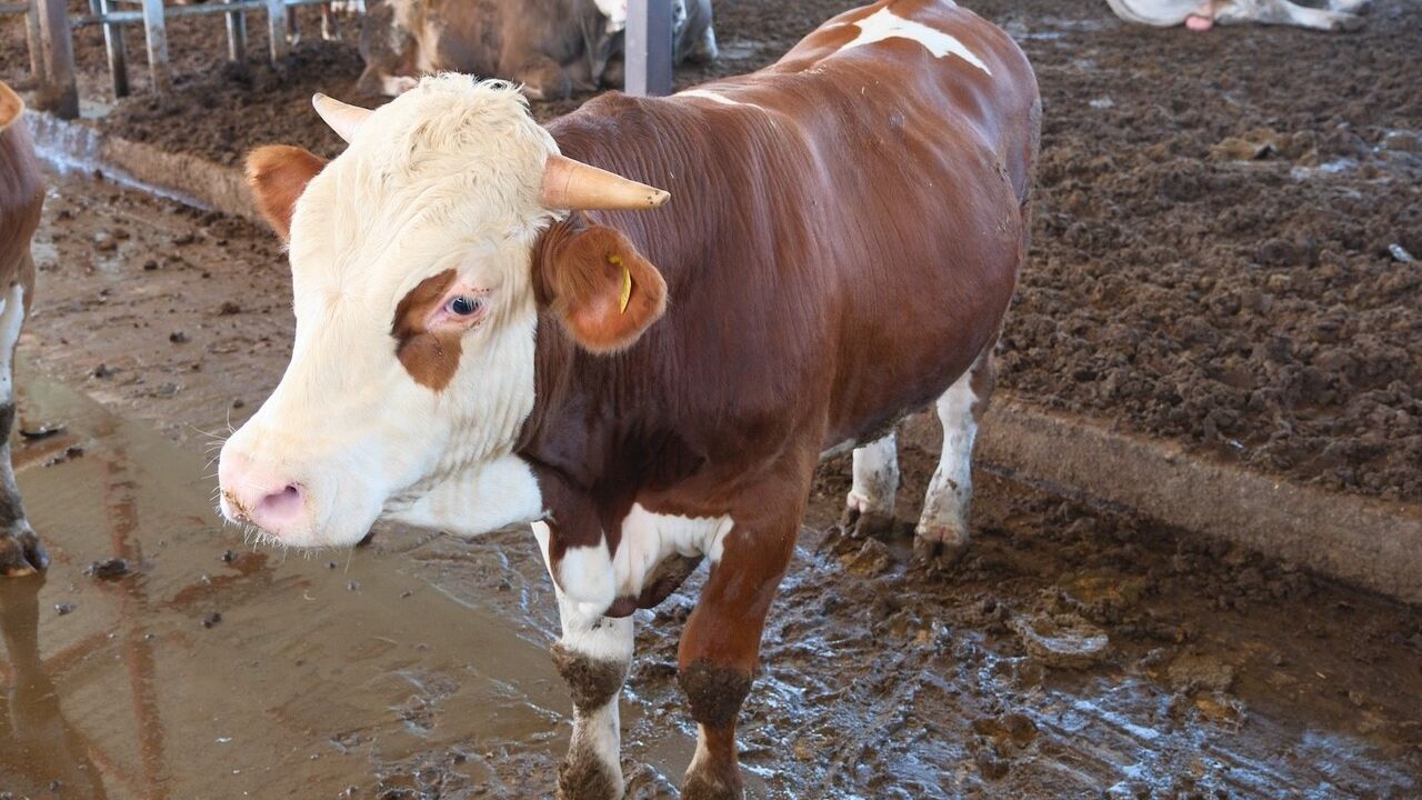 Türkiye'deki Buzağı Ölümleri ve Hayvancılık Sorunları