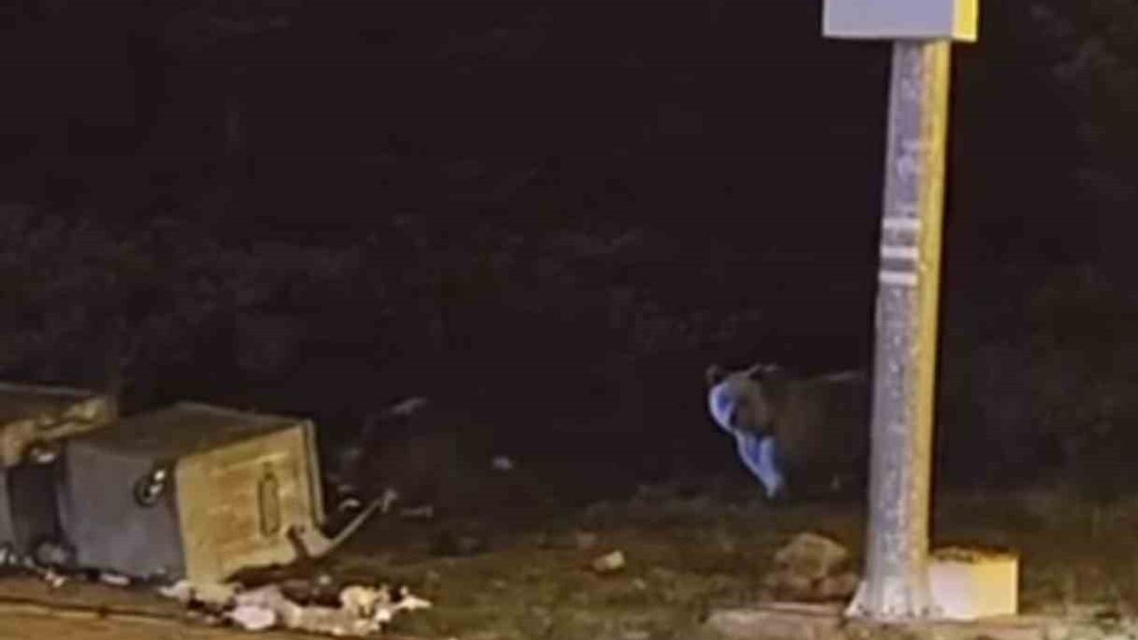 Uludağ Ayıları Çöp Konteynerlerini Talan Etti