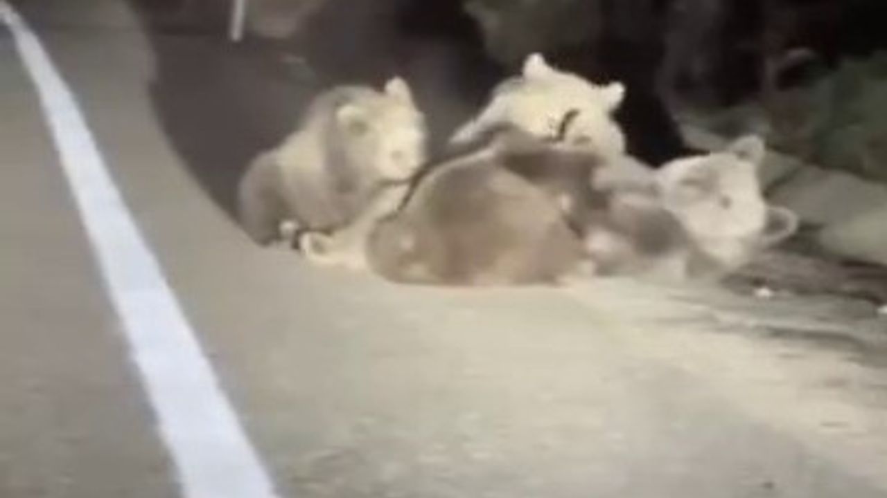 Uludağ'da Anne Ayı ve Yavruları