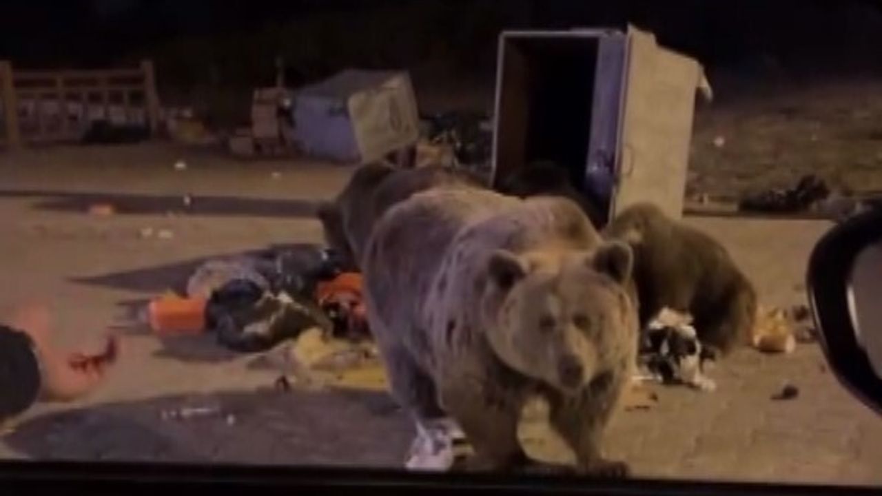 Uludağ’da Ayı Ailesine Sucuk İkramı Tehlike Yarattı