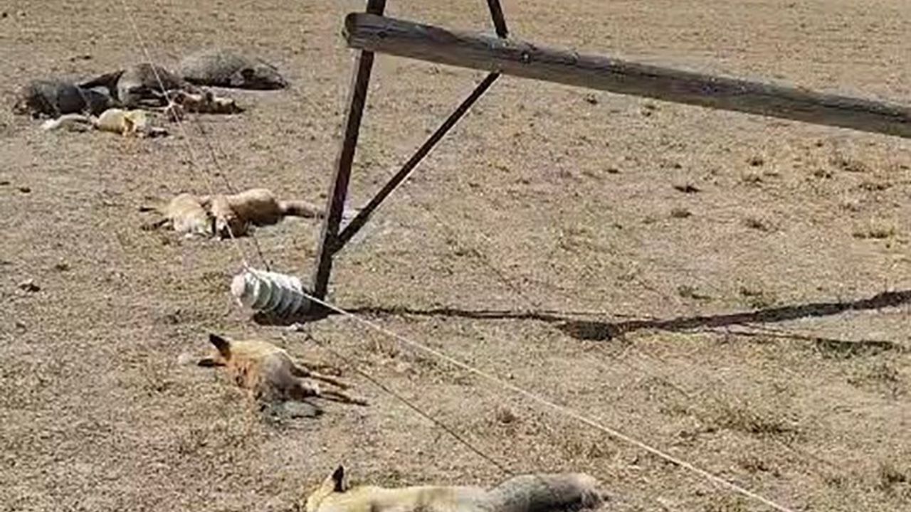 Van'da Yaban Hayvanlarının Ölümüne Neden Olan Elektrik Hattı Kazası