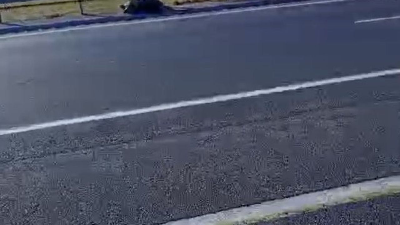 Van'da Yola Çıkan Ayı Araç Çarpması Sonucu Hayatını Kaybetti