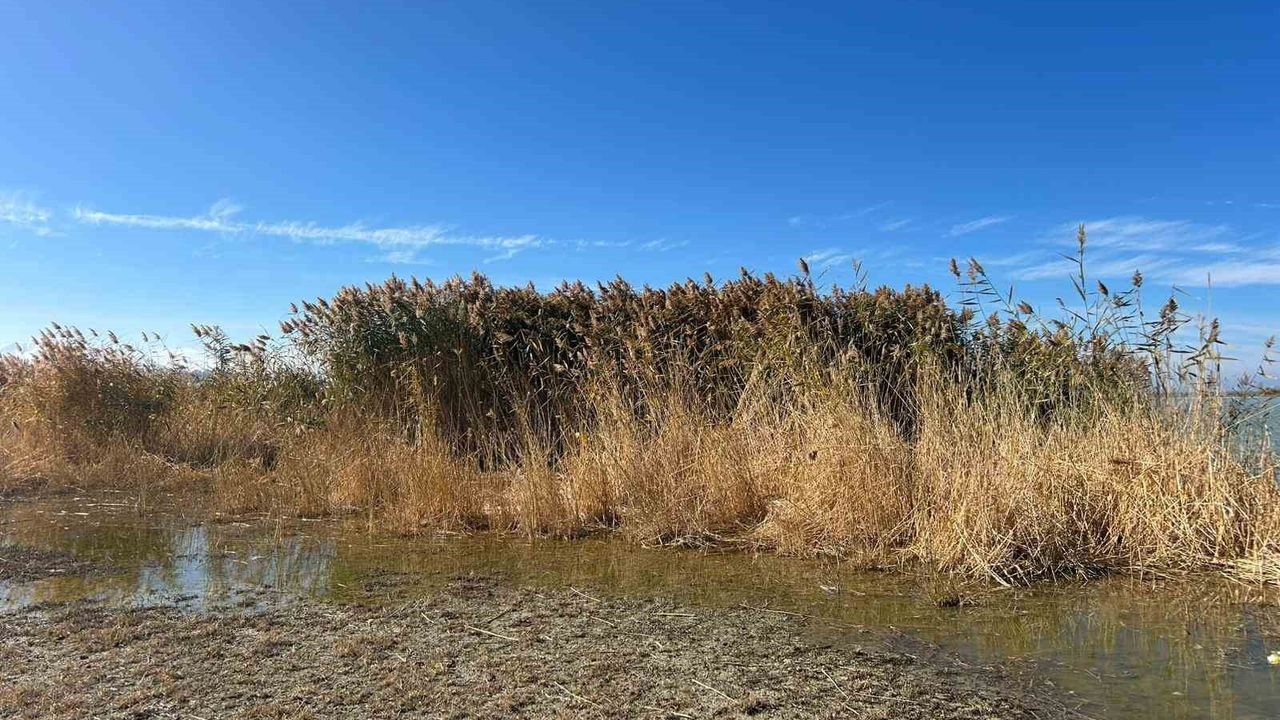 Van Gölü Havzası: Doğanın Zengin Hayatı ve Koruma Önlemleri