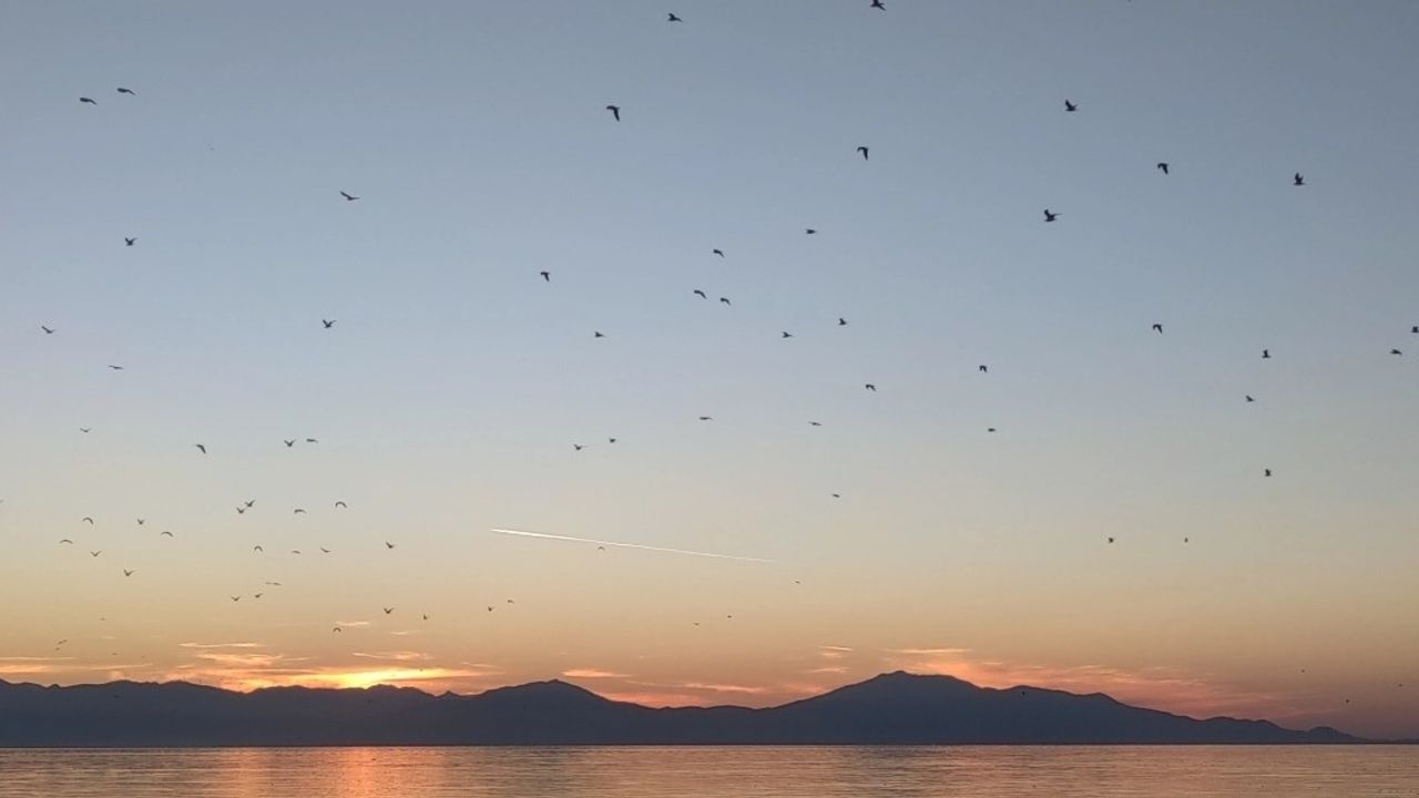 Van Gölü'nde Kuş Sürüsünün Büyüleyici Gösterisi