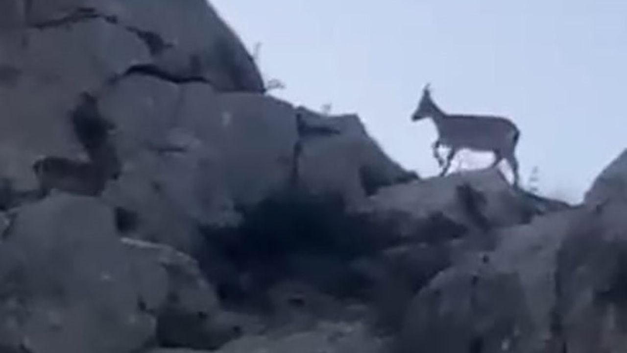 Yaban Keçileri Malatya'da Görüntülendi
