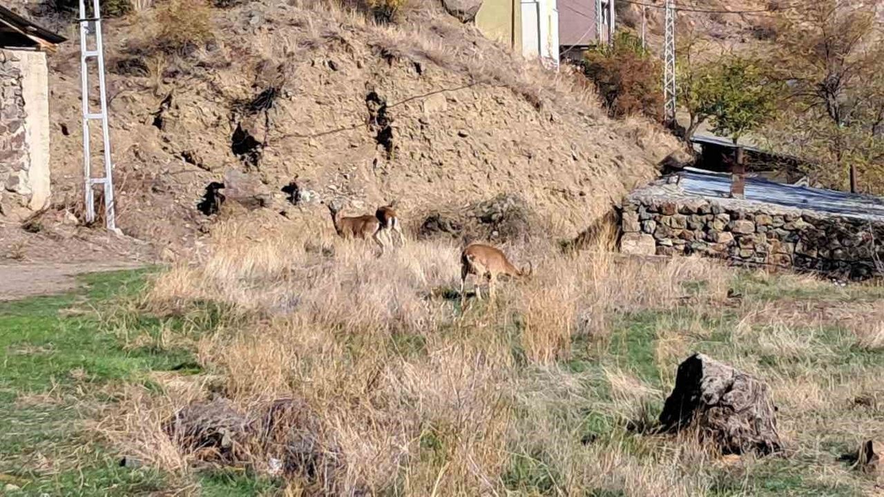 Yaban Keçileri Ormanağzı Köyü'nde Özgürce Yaşıyor