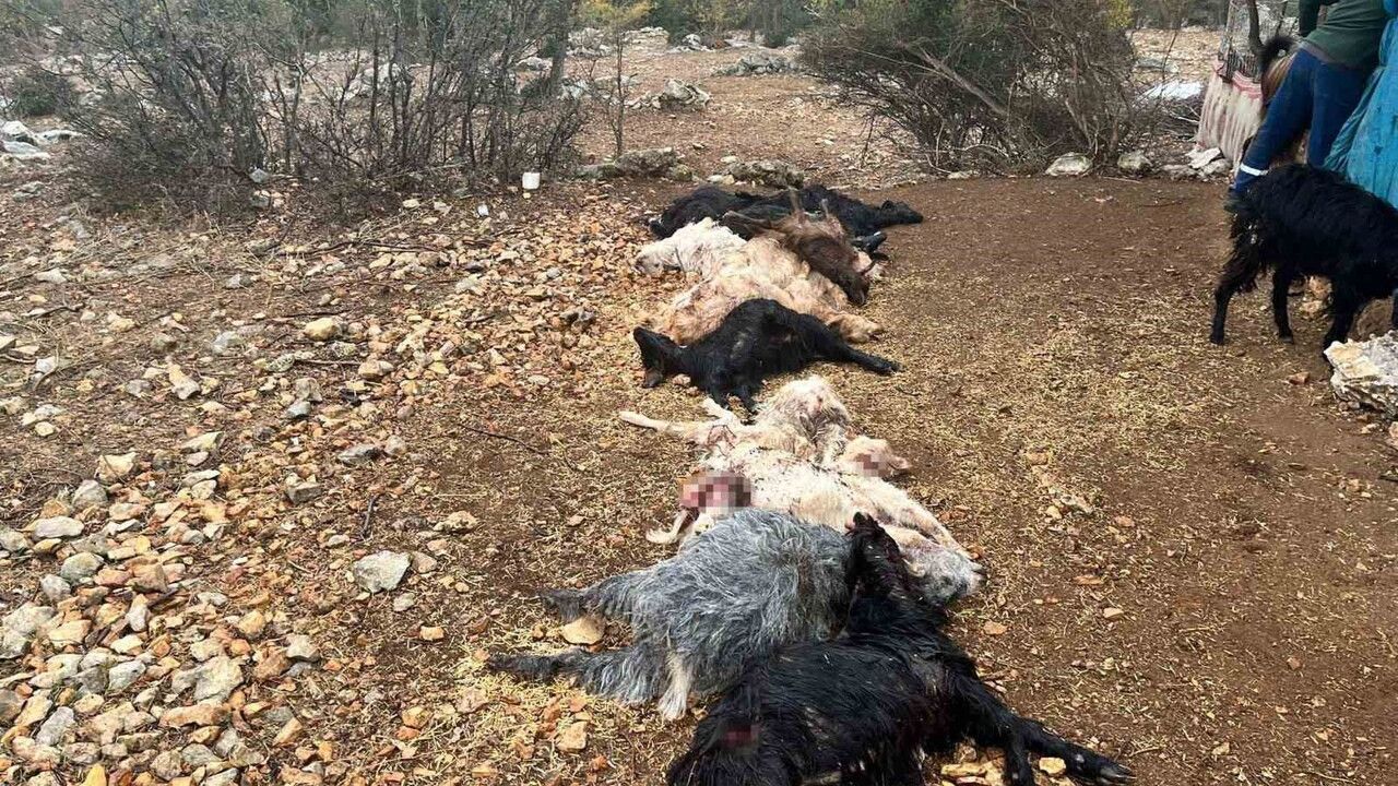 Yabani Hayvan Saldırısı: Tarsus'ta 12 Küçükbaş Hayvan Telef Oldu