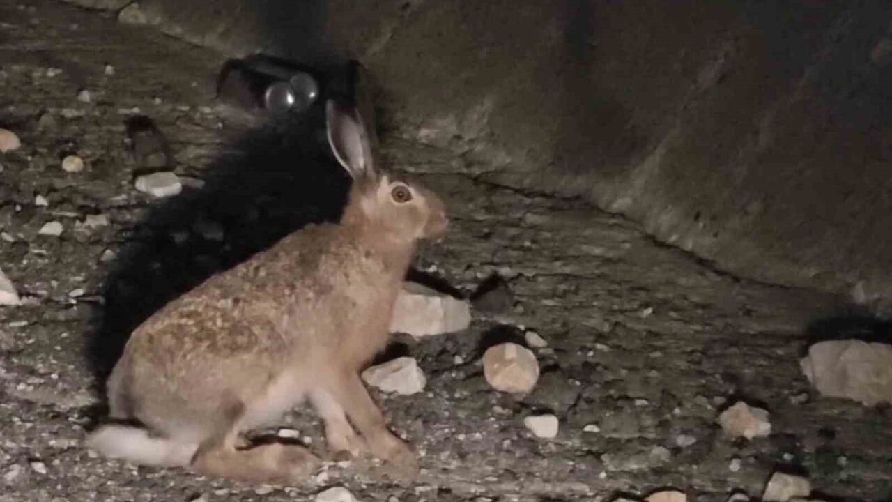 Yabani Tavşan Otoyolda Kayıt Altına Alındı