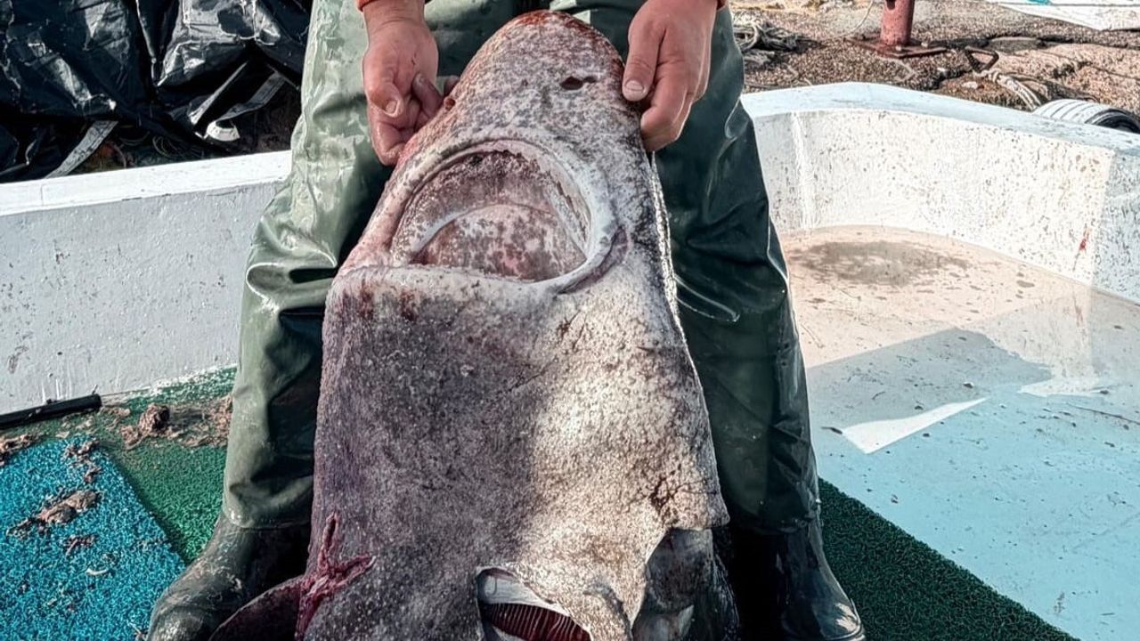 Yalova Açıklarında 4 Metre Uzunluğunda Köpek Balığı Ağa Takıldı