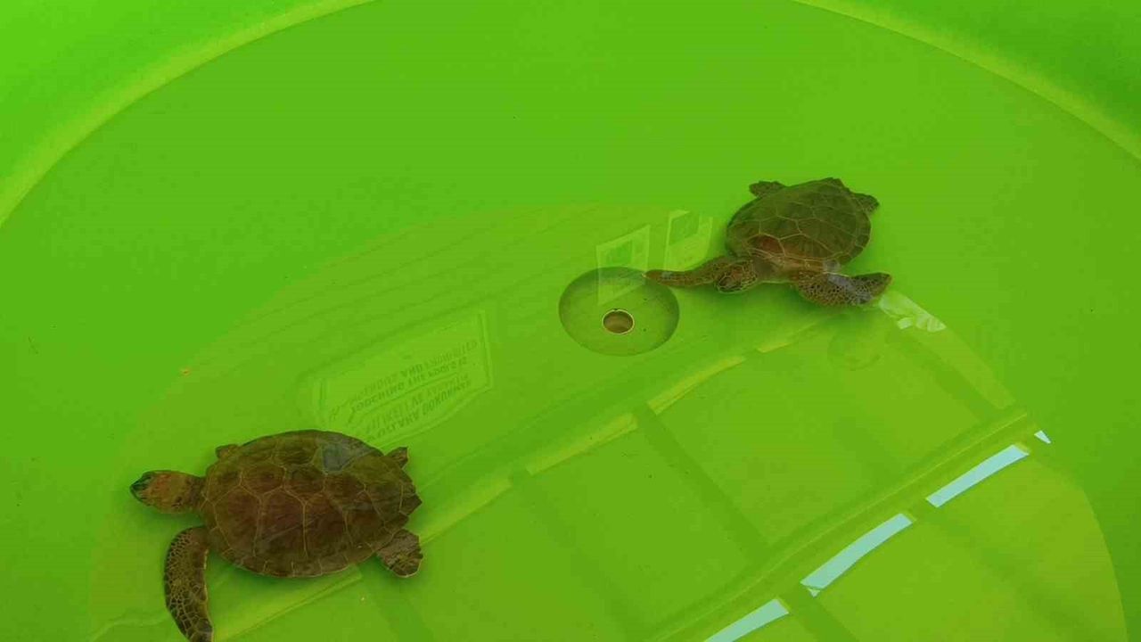 Yaralı Caretta Caretta Zühal, Denizle Buluştu